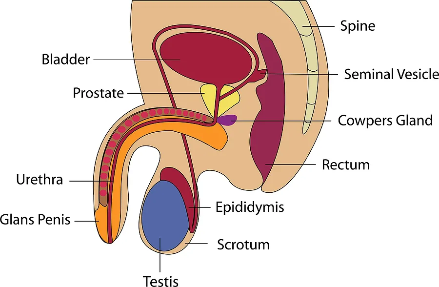 leczenie prostaty laserem